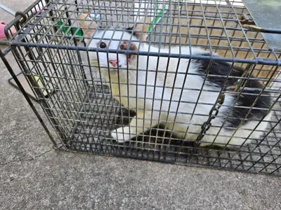 한국 고양이 - 고양이