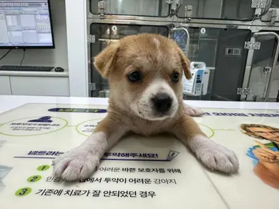 믹스견 - 강아지