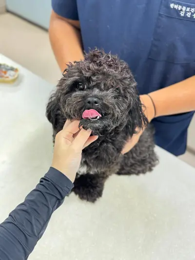 푸들 - 강아지