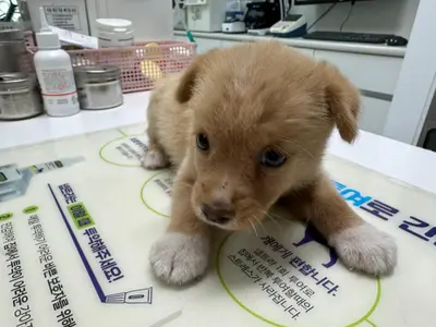 믹스견 - 강아지