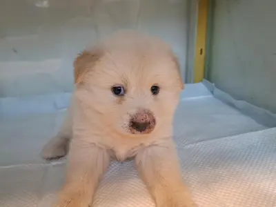 믹스견 - 강아지