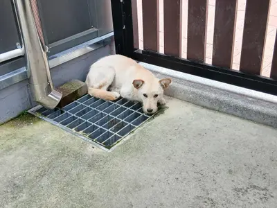 믹스견 - 강아지