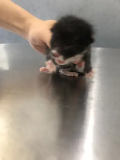 한국 고양이 - 고양이