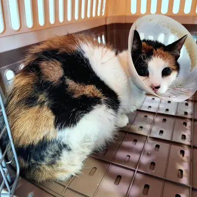 한국 고양이 - 고양이