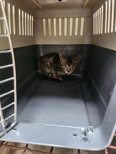 한국 고양이 - 고양이