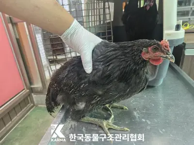 닭 - 기타