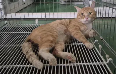 한국 고양이 - 고양이