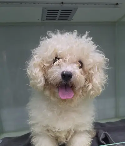 비숑 프리제 - 강아지