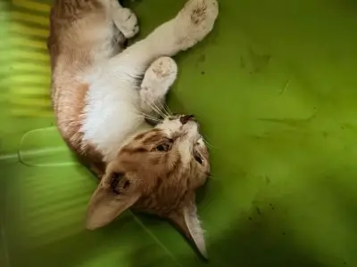 믹스묘 - 고양이