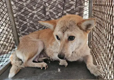 믹스견 - 강아지