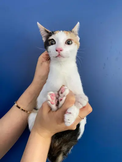 한국 고양이 - 고양이