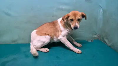 믹스견 - 강아지