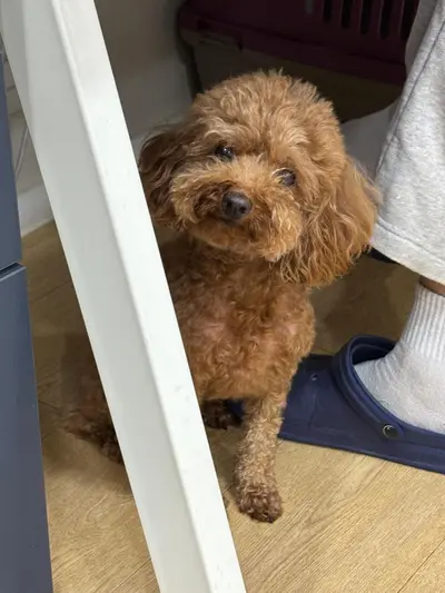 토이 푸들 - 강아지