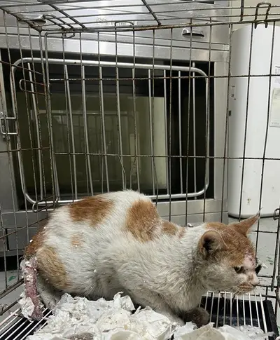한국 고양이 - 고양이
