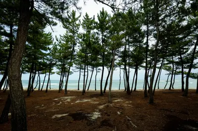 순포해변