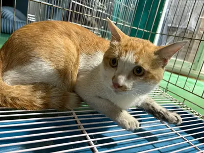 한국 고양이 - 고양이