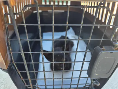 한국 고양이 - 고양이