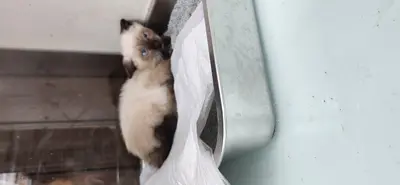 샴 - 고양이