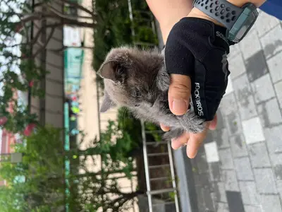 한국 고양이 - 고양이