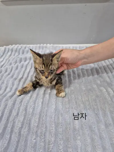 한국 고양이 - 고양이