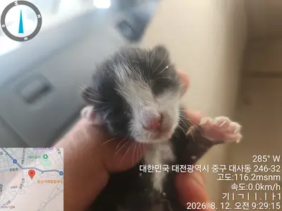 한국 고양이 - 고양이