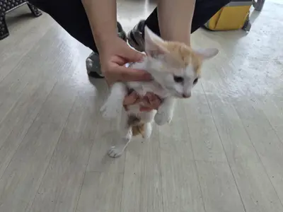 믹스묘 - 고양이