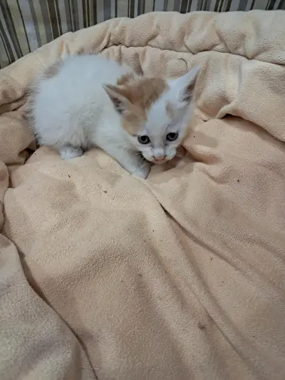 한국 고양이 - 고양이