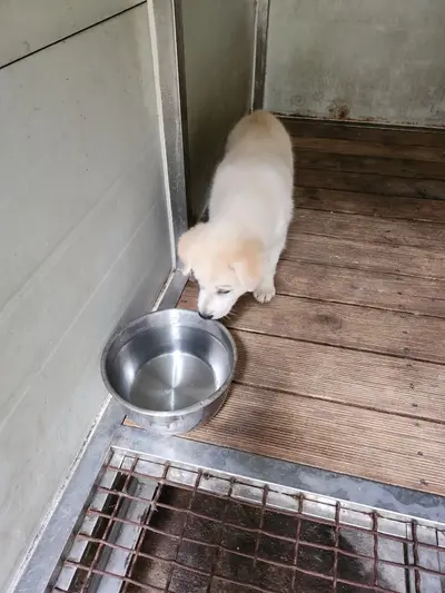 믹스견 - 강아지