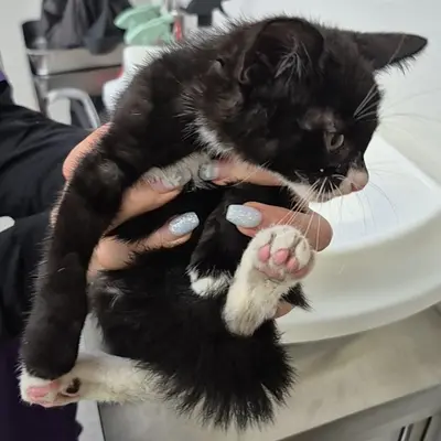 한국 고양이 - 고양이