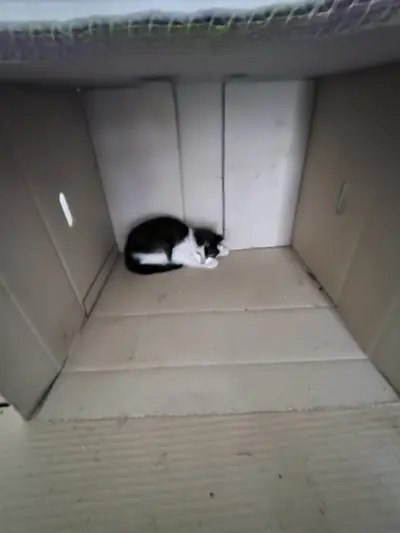 한국 고양이 - 고양이