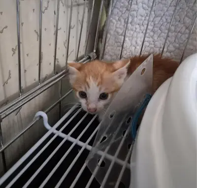 한국 고양이 - 고양이