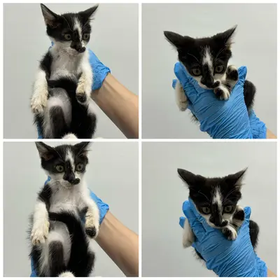 한국 고양이 - 고양이