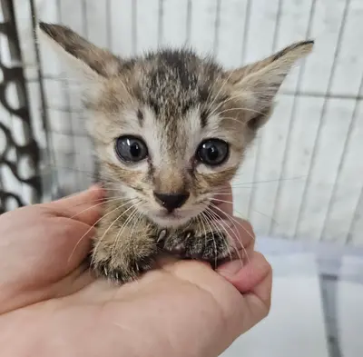 한국 고양이 - 고양이