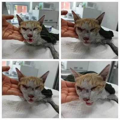 한국 고양이 - 고양이