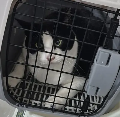 한국 고양이 - 고양이