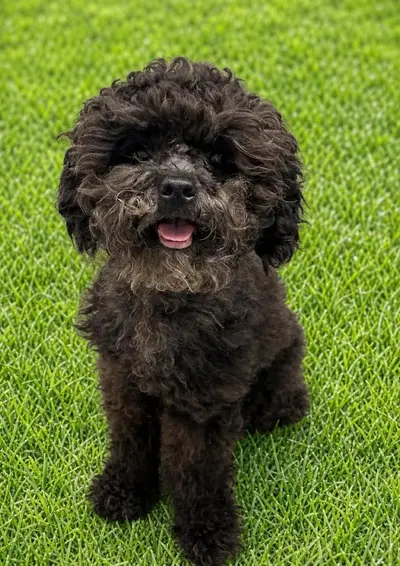푸들 - 강아지
