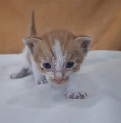 믹스묘 - 고양이