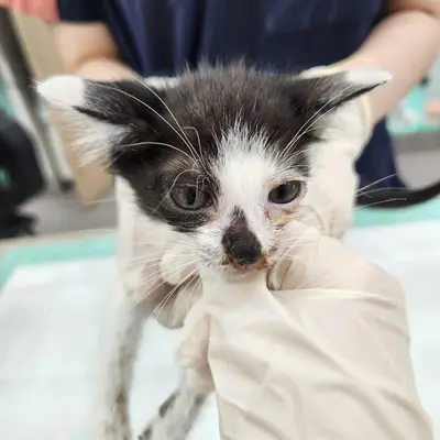 한국 고양이 - 고양이