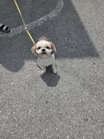 시츄 - 강아지