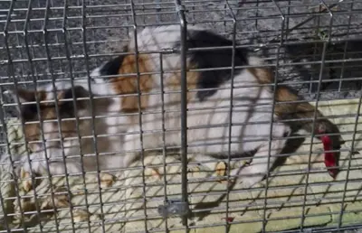 한국 고양이 - 고양이