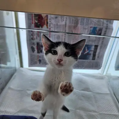 믹스묘 - 고양이