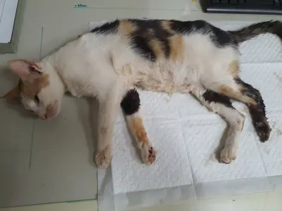 한국 고양이 - 고양이