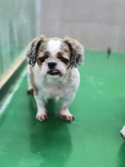 시츄 - 강아지