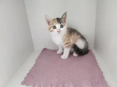 한국 고양이 - 고양이