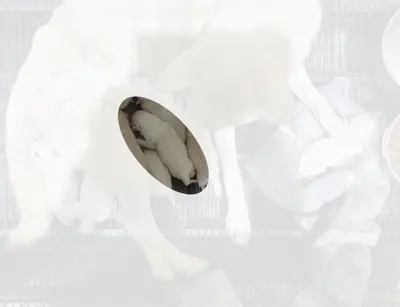 진도견 - 강아지
