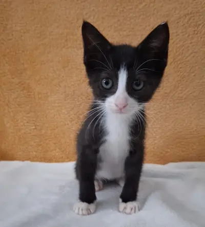 믹스묘 - 고양이