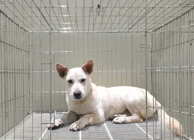 믹스견 - 강아지