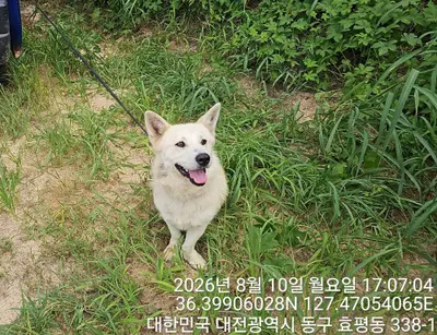 믹스견 - 강아지