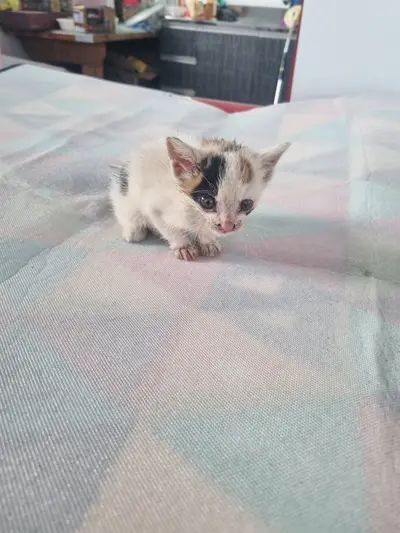 믹스묘 - 고양이
