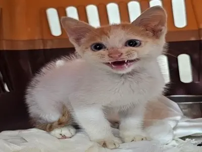 한국 고양이 - 고양이